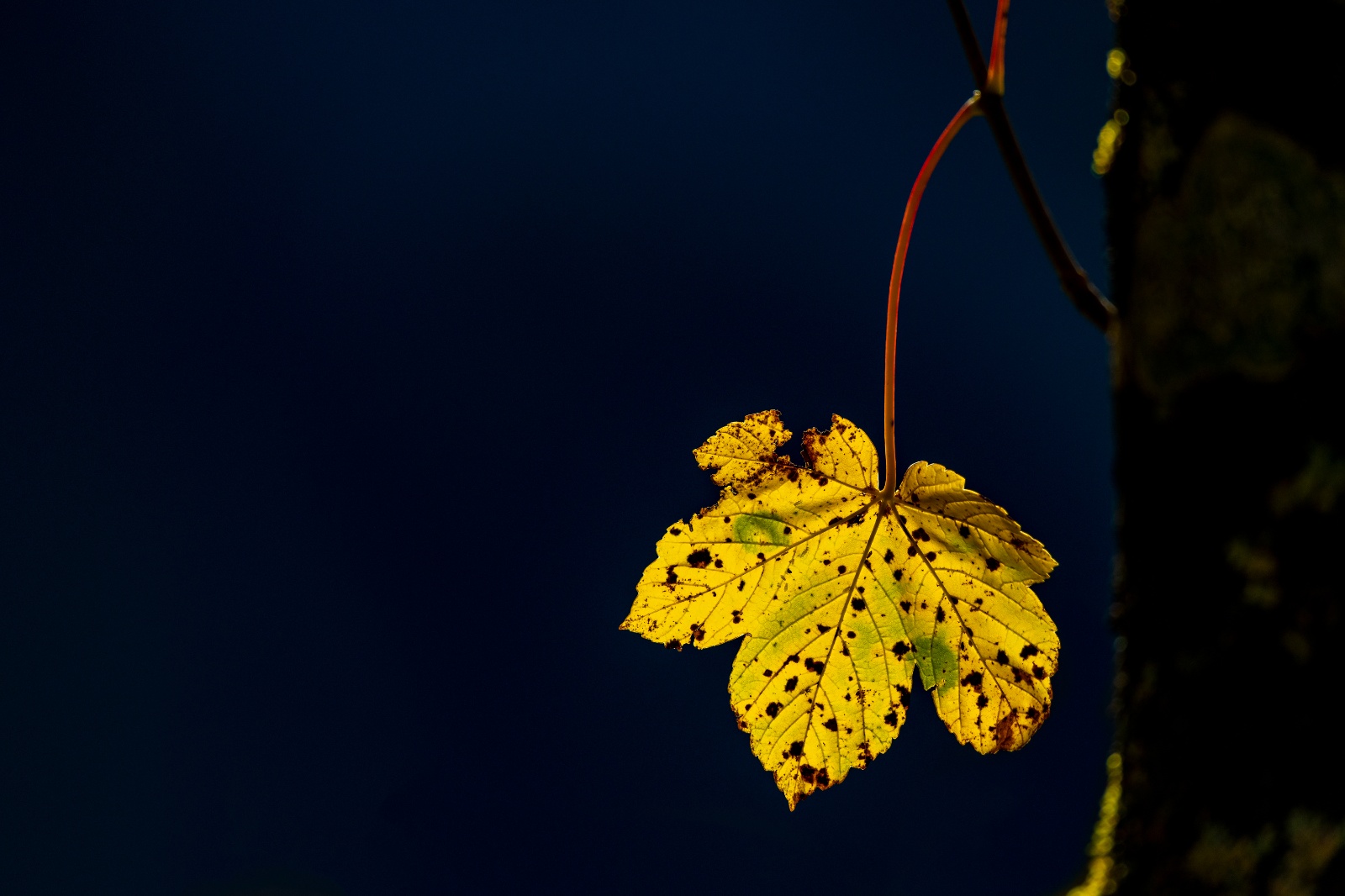 Platz 9 Robert Seitz